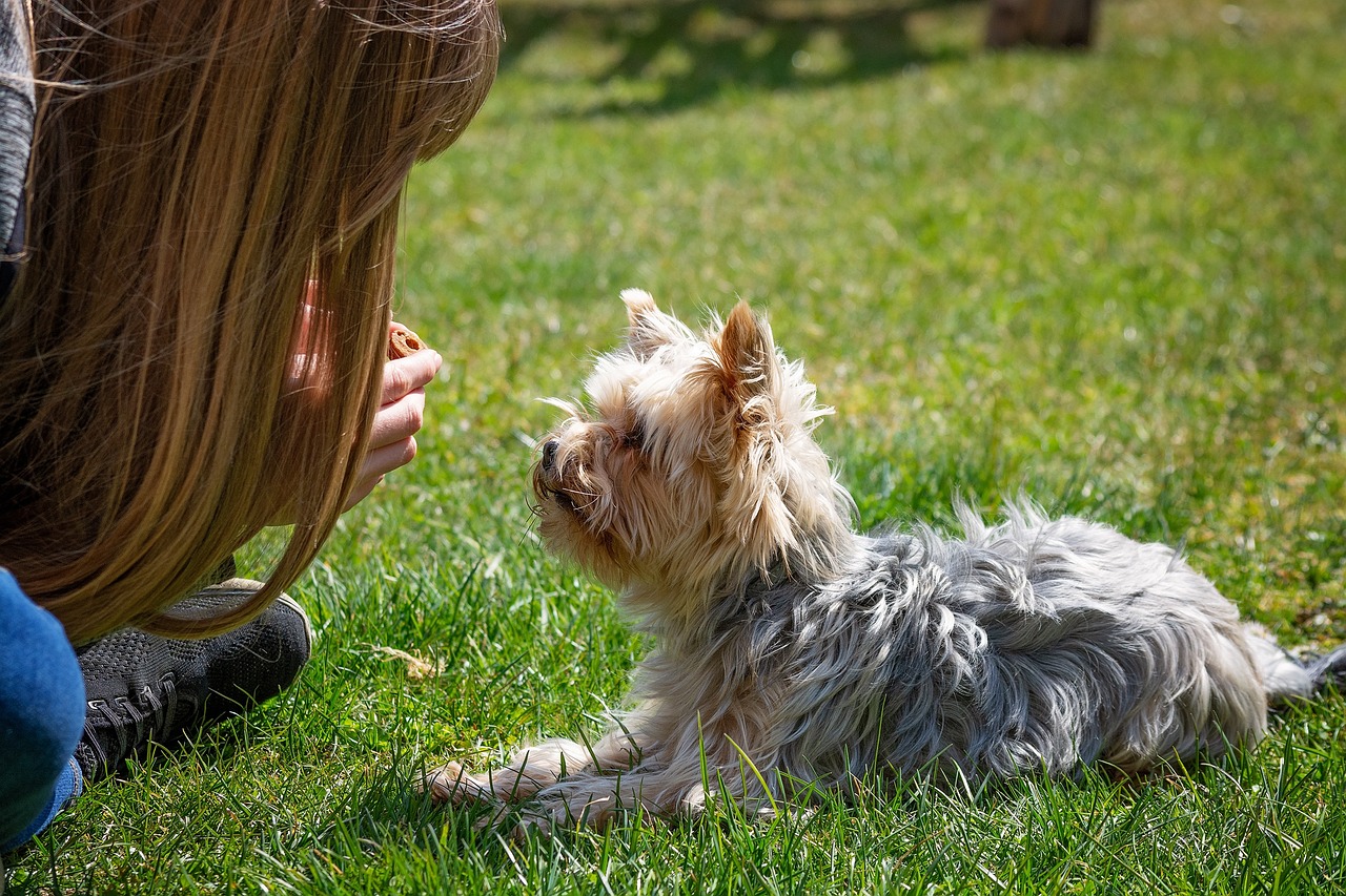 How to Establish a Training Routine for Your Pet